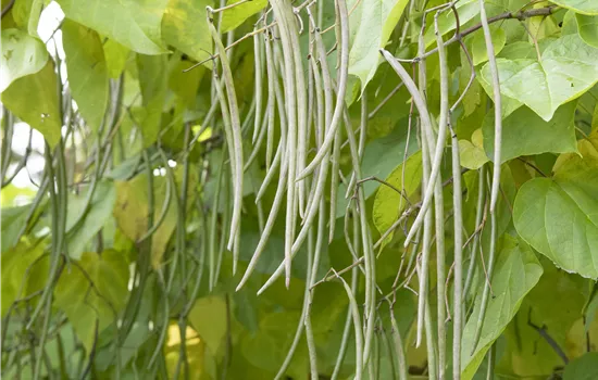 Catalpa bignonioides Catalpa bignonioides