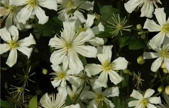 Clematis armandii