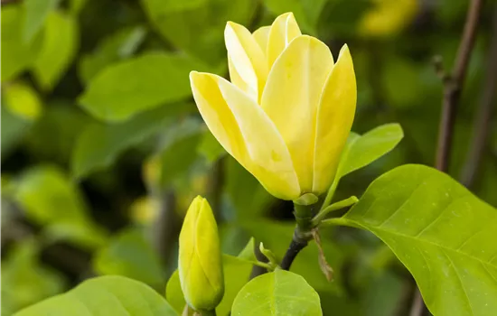 Magnolia 'Daphne' Magnolia 'Daphne'