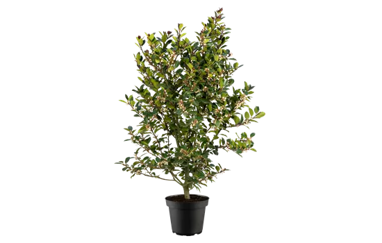 Ilex meserveae 'Heckenblau'