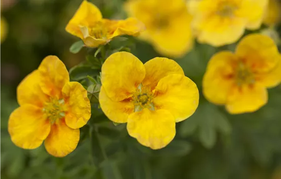 Potentilla 'Mango Tango' Potentilla 'Mango Tango'