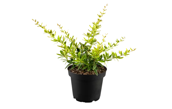 Berberis julianae Berberis julianae