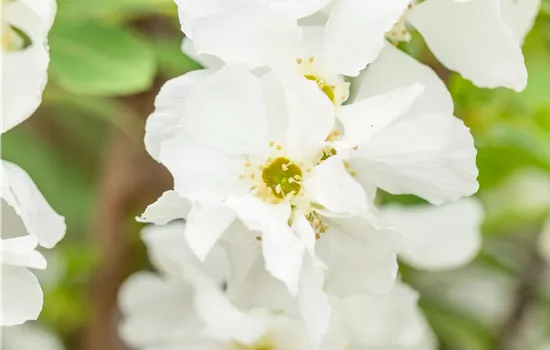 Exochorda racemosa 'Niagara' Exochorda racemosa 'Niagara'