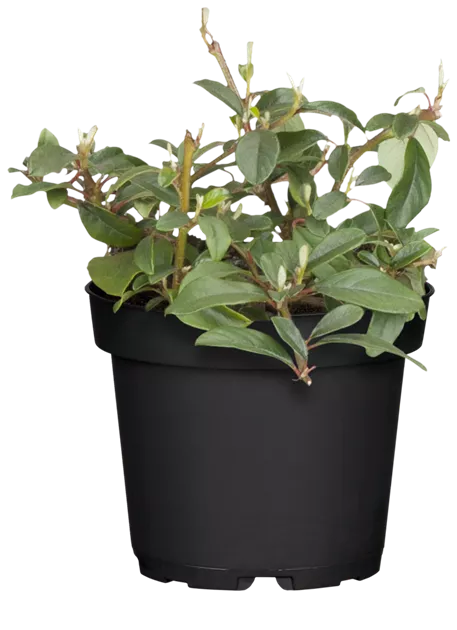 aloe diarrhea Health Concerns Aloe 22