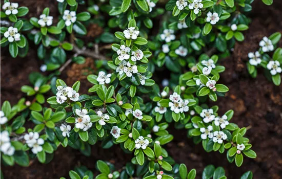 Cotoneaster dammeri radicans Cotoneaster dammeri radicans