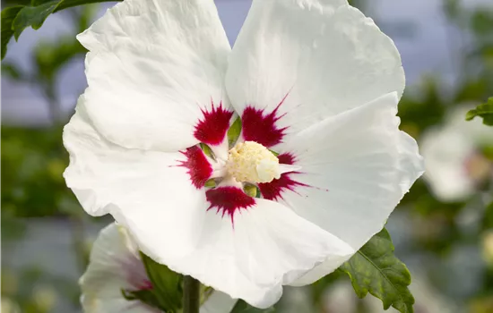 Hibiscus syriacus 'Red Heart'