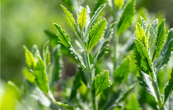 Perovskia atriplicifolia 'Prime Time' -R- Perovskia atriplicifolia 'Prime Time' -R-