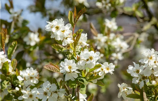 Exochorda ser. 'Snow White' Exochorda ser. 'Snow White'