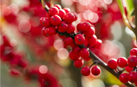 Ilex verticillata