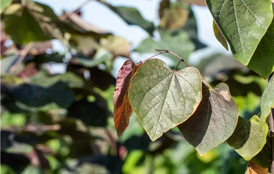 Catalpa erubescens 'Purpurea' Catalpa erubescens 'Purpurea'