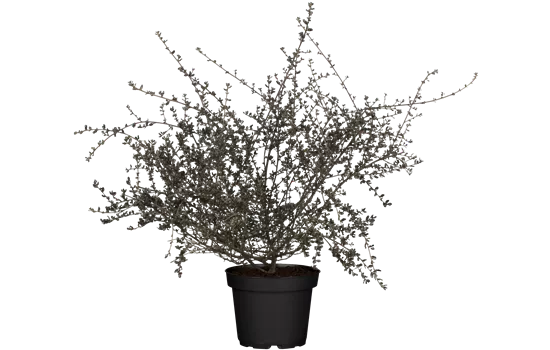 Ceanothus 'Blue Sapphire' -S- Ceanothus 'Blue Sapphire' -S-