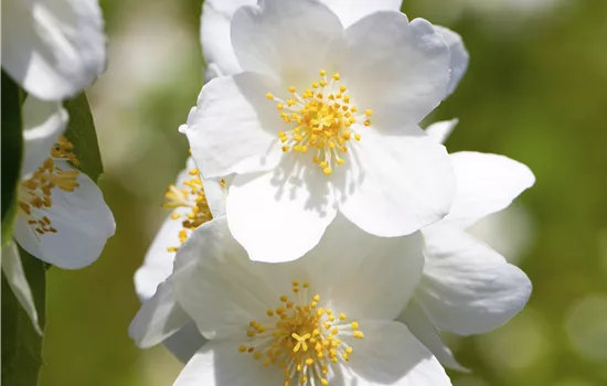 Philadelphus 'Erectus' Philadelphus 'Erectus'