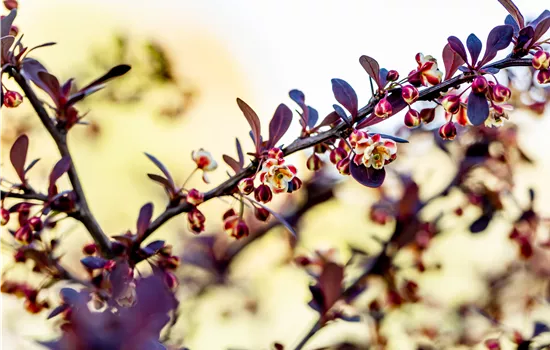 Berberis thunbergii 'Atropurpurea' Berberis thunbergii 'Atropurpurea'