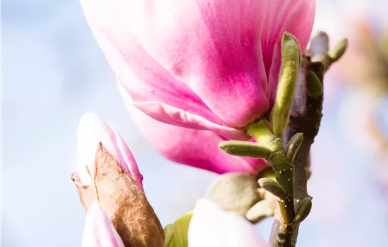 Magnolia 'Red Lucky' Magnolia 'Red Lucky'