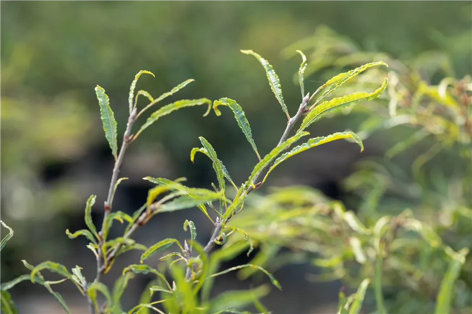 Fagus sylvatica ' Mercedes'