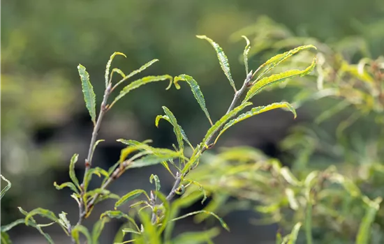 Fagus sylvatica ' Mercedes' Fagus sylvatica ' Mercedes'