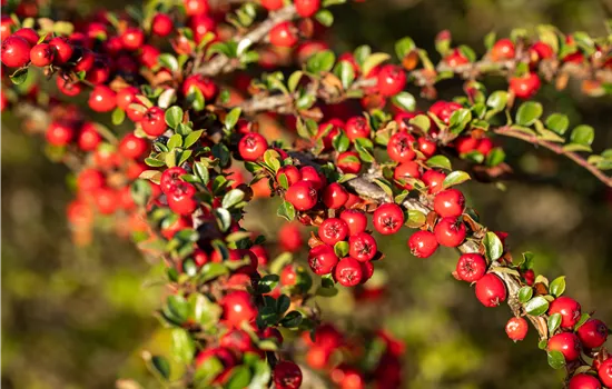 Cotoneaster horizontalis Cotoneaster horizontalis