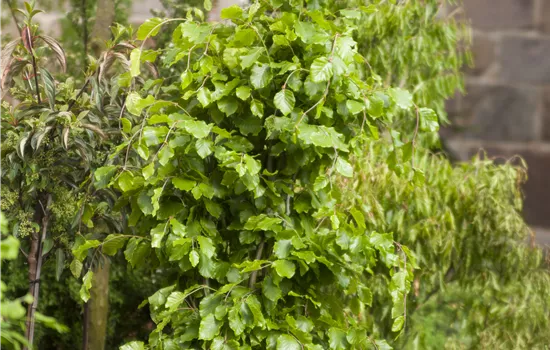 Fagus sylvatica 'Dawyck' Fagus sylvatica 'Dawyck'