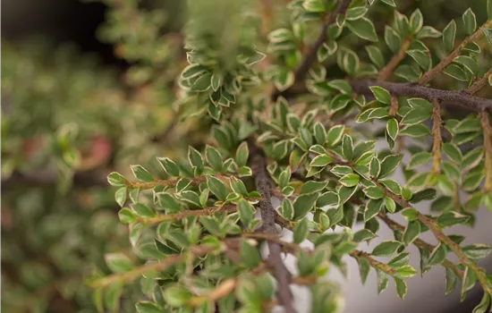 Cotoneaster horizontalis 'Variegatus' Cotoneaster horizontalis 'Variegatus'