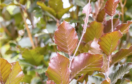 Fagus sylvatica 'Dawyck Purple' Fagus sylvatica 'Dawyck Purple'