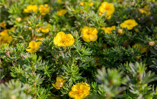 Potentilla fruticosa 'Hachmann's Gigant' Potentilla fruticosa 'Hachmann's Gigant'