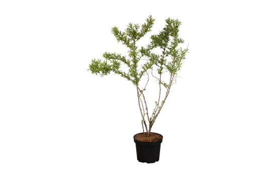 Hippophae rhamnoides 'Duo' Hippophae rhamnoides 'Duo'