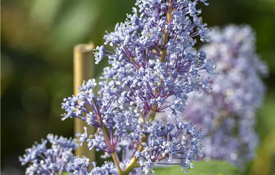 Ceanothus delilianus 'Topaze'
