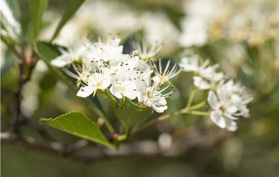 Crataegus crus-galli Crataegus crus-galli
