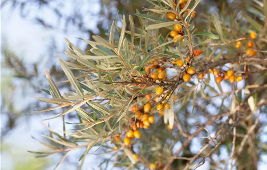 Hippophae rhamnoides 'Leikora' Hippophae rhamnoides 'Leikora'