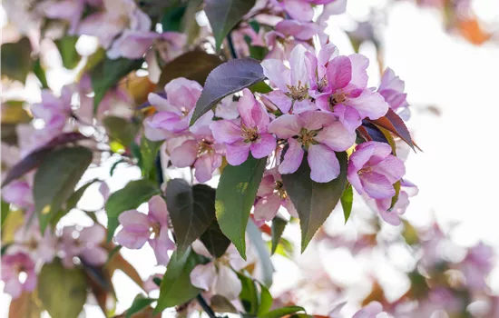 Malus floribunda Malus floribunda