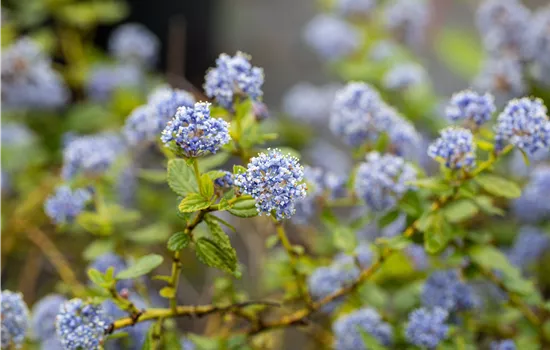 Ceanothus thyrsiflorus var. repens