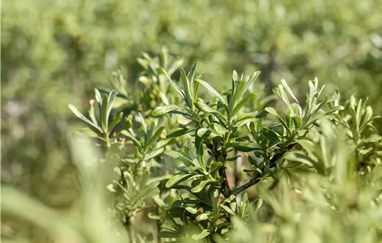 Hippophae rhamnoides 'Sirola' -S-