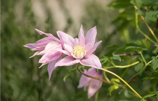 Clematis macropetala 'Markham's Pink'