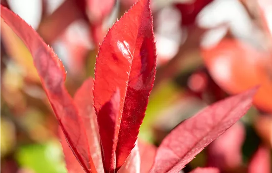 Photinia fraseri 'Devil's Dream' Photinia fraseri 'Devil's Dream'