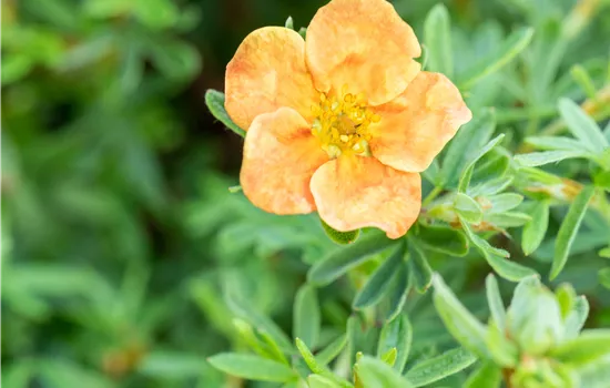 Potentilla fruticosa 'Red Ace'