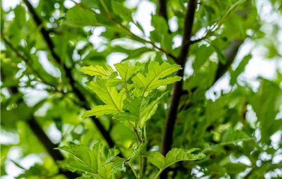 Malus toringo 'Brouwer's Beauty' Malus toringo 'Brouwer's Beauty'