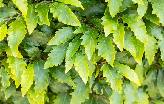 Fagus sylvatica 'Sandrode' Fagus sylvatica 'Sandrode'